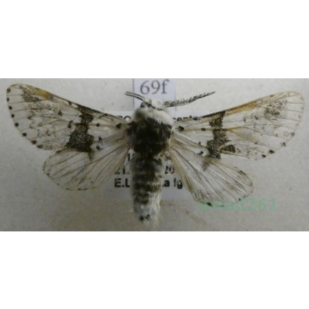 Furcula bicuspis (Borkhausen, 1790) male Widłogonka dwurożka Czech69f